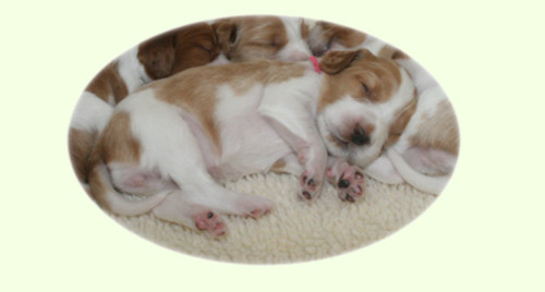 pup sleeping